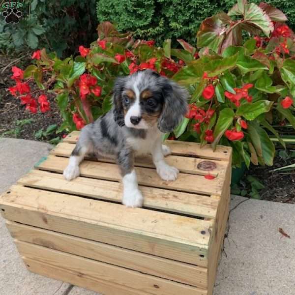 Chase, Cavalier King Charles Spaniel Puppy